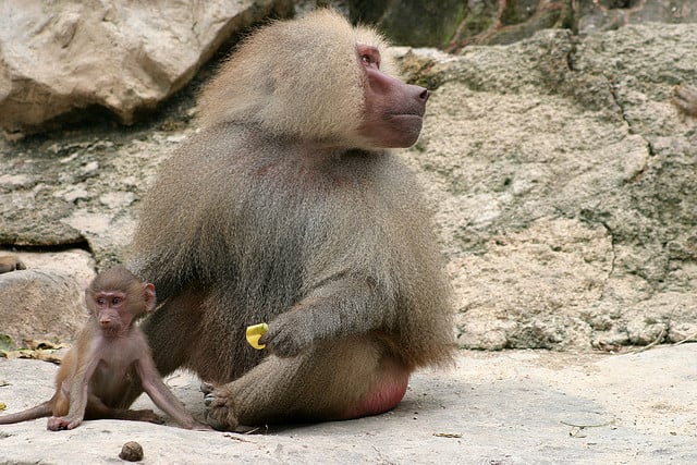 baby baboon and mum