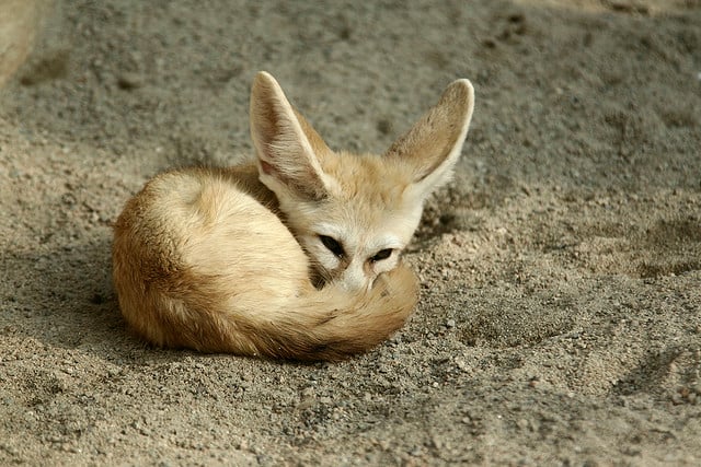 african desert fox