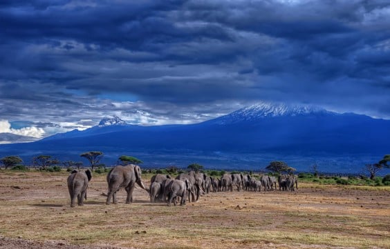 Elephants at the foot of Kilimanjaro